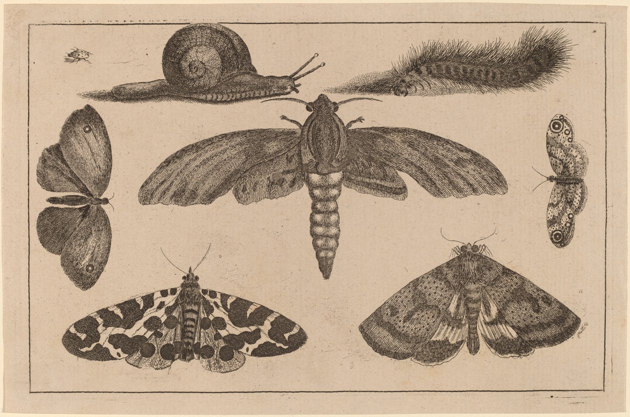 छह कीड़े, एक कैटरपिलर, और एक घोंघा द्वारा Wenceslaus Hollar