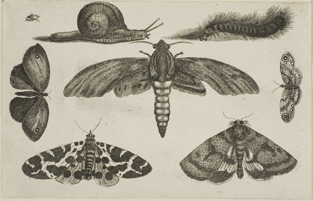  द्वारा Wenceslaus Hollar