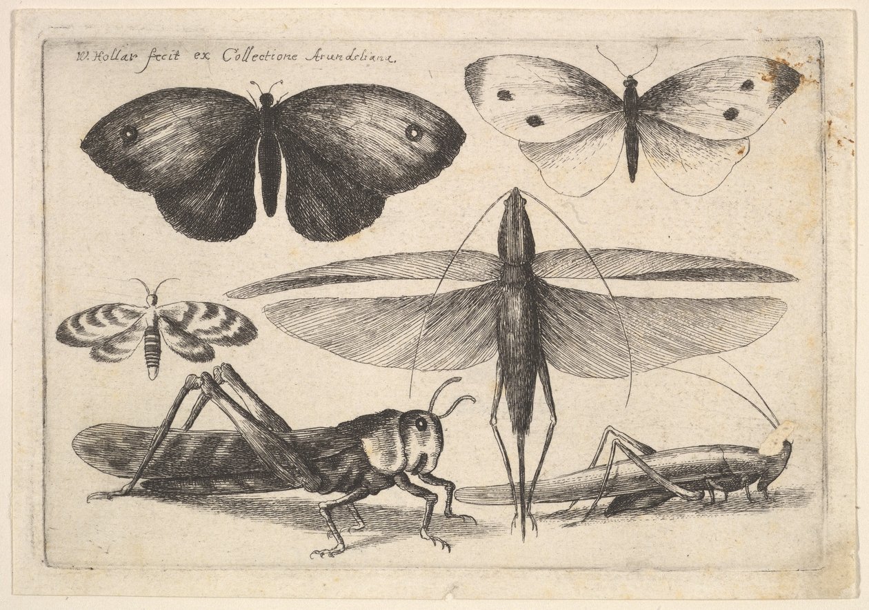 छह कीड़े, 1646। द्वारा Wenceslaus Hollar