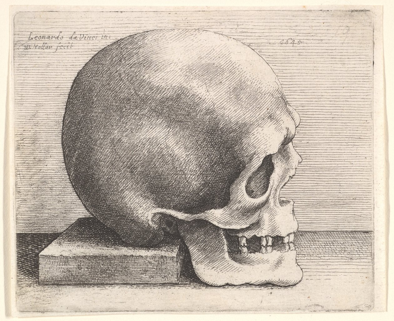 प्रोफाइल में दाईं ओर खोपड़ी, 1645। द्वारा Wenceslaus Hollar