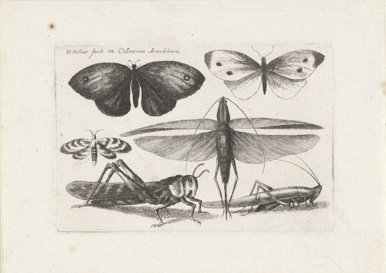  द्वारा Wenceslaus Hollar
