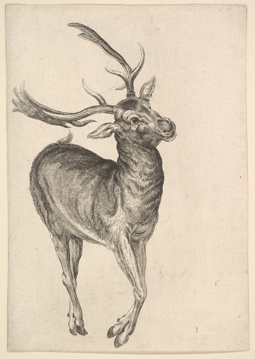 स्टैग, 1625-77। द्वारा Wenceslaus Hollar