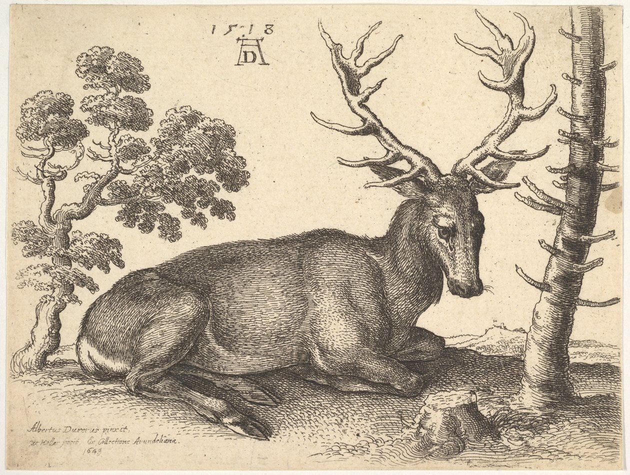 हरिण झूठ बोल रहा है, 1649। द्वारा Wenceslaus Hollar