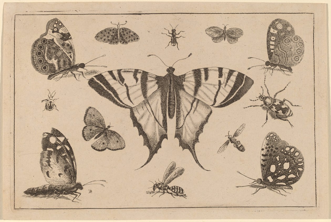 निगल-पूँछ तितली और बारह अन्य कीड़े द्वारा Wenceslaus Hollar