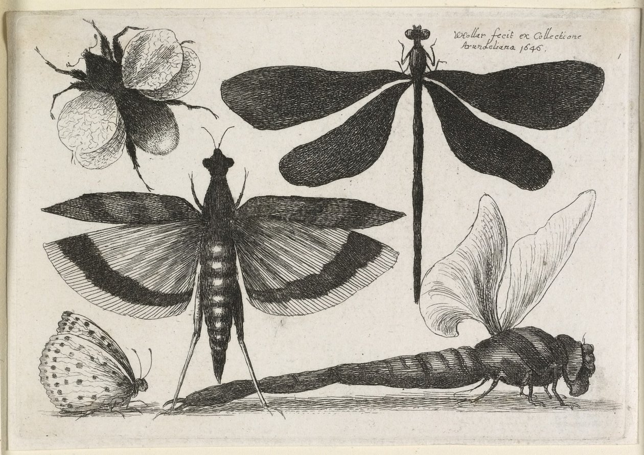 तितलियों का सेट, बारह में से एक, 1646 द्वारा Wenceslaus Hollar