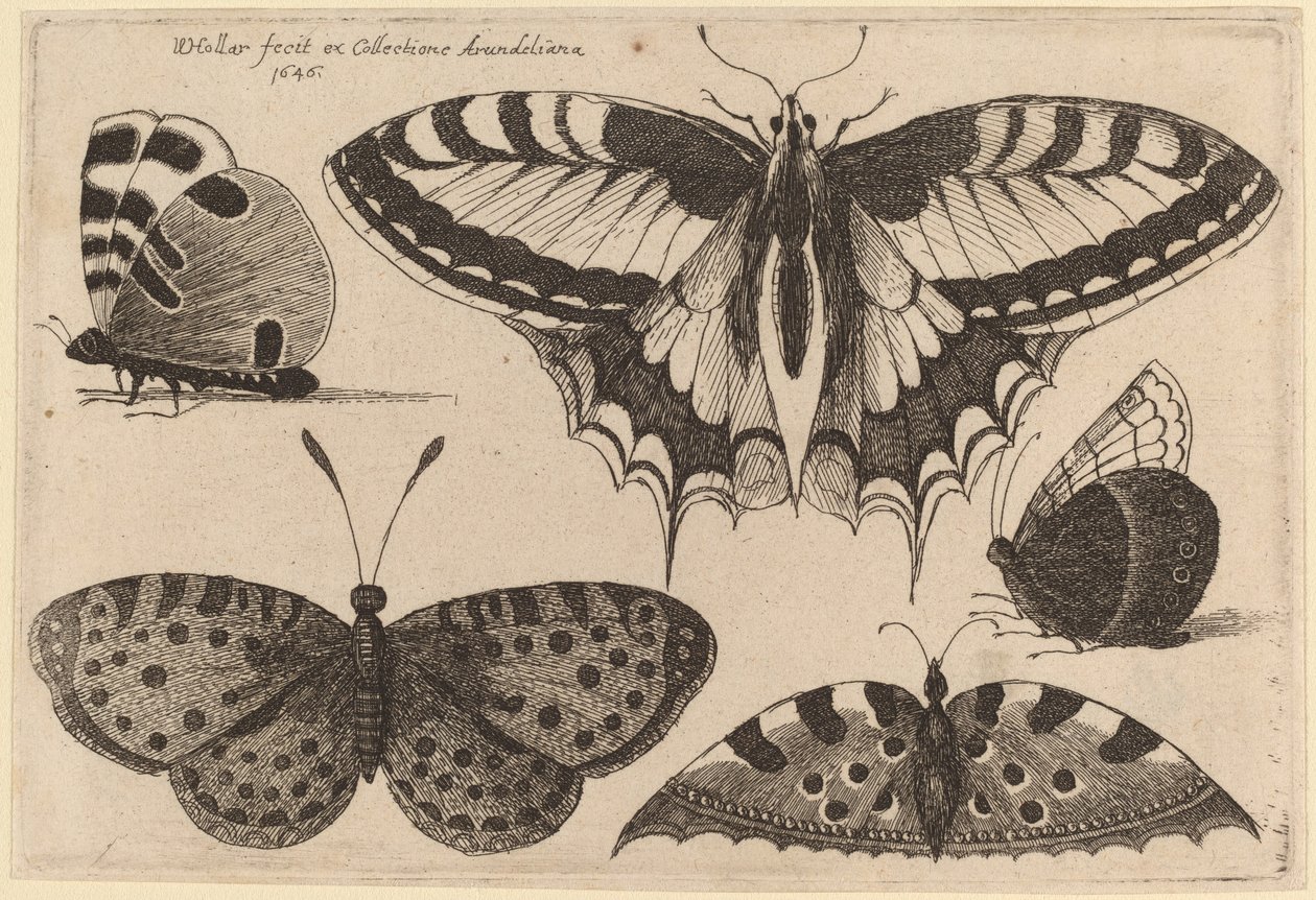 तीन तितलियाँ और दो पतंगे द्वारा Wenceslaus Hollar