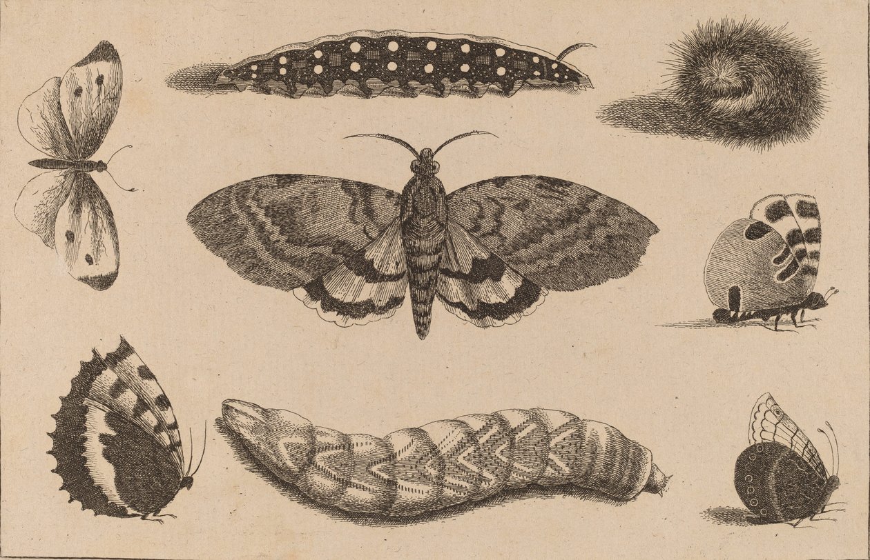 तीन कैटरपिलर, एक मोथ और चार तितलियाँ। द्वारा Wenceslaus Hollar