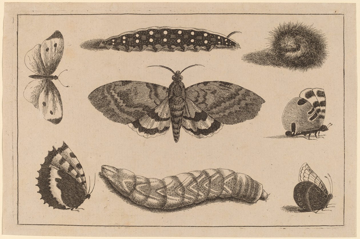 तीन कैटरपिलर, एक कीट, और चार तितलियाँ द्वारा Wenceslaus Hollar