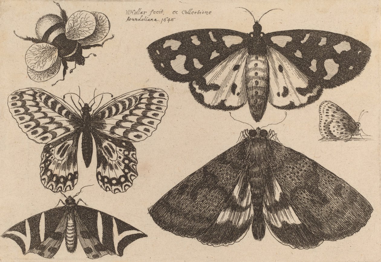 तीन पतंगे, दो तितलियाँ और एक भौंरा, 1646। द्वारा Wenceslaus Hollar