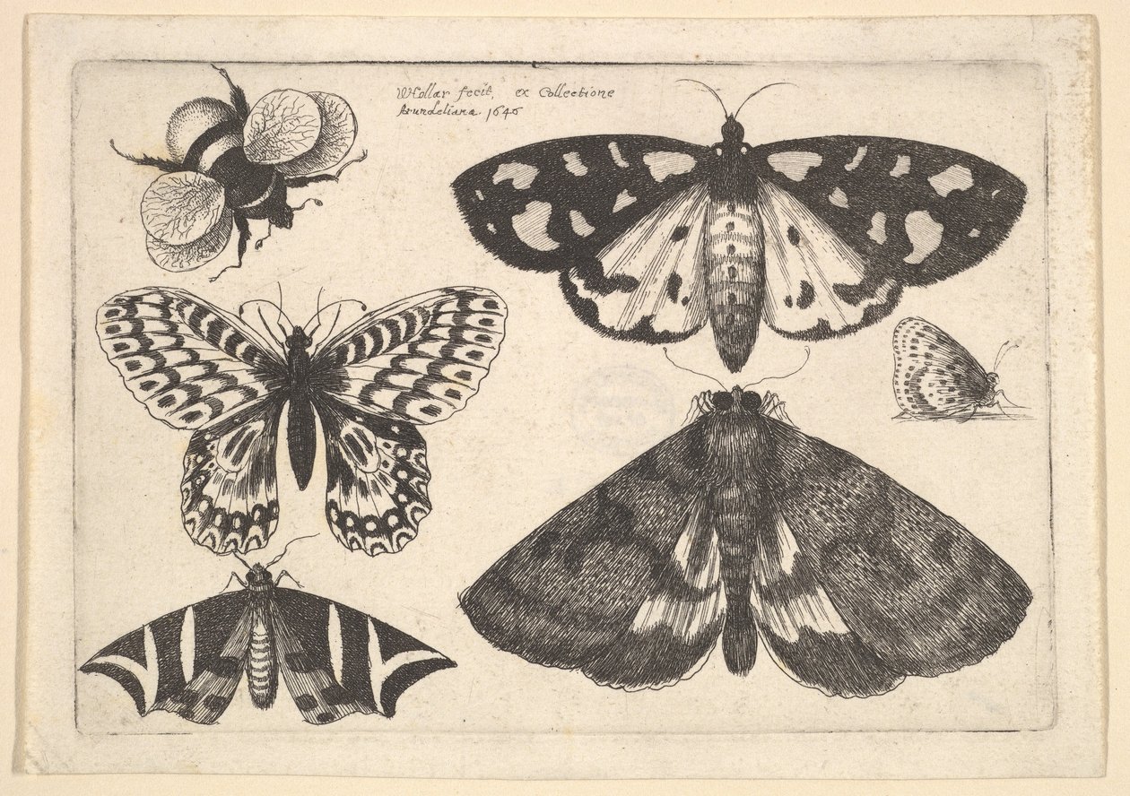 तीन पतंगे, दो तितलियाँ और एक भौंरा मधुमक्खी, 1646। द्वारा Wenceslaus Hollar