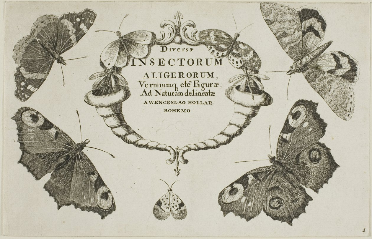  द्वारा Wenceslaus Hollar