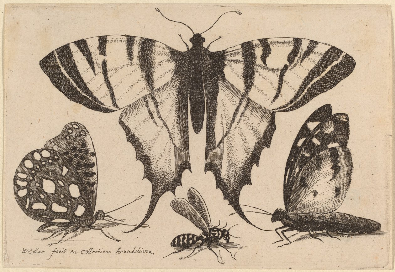 दो तितलियाँ, एक ततैया, और एक पतंगा द्वारा Wenceslaus Hollar