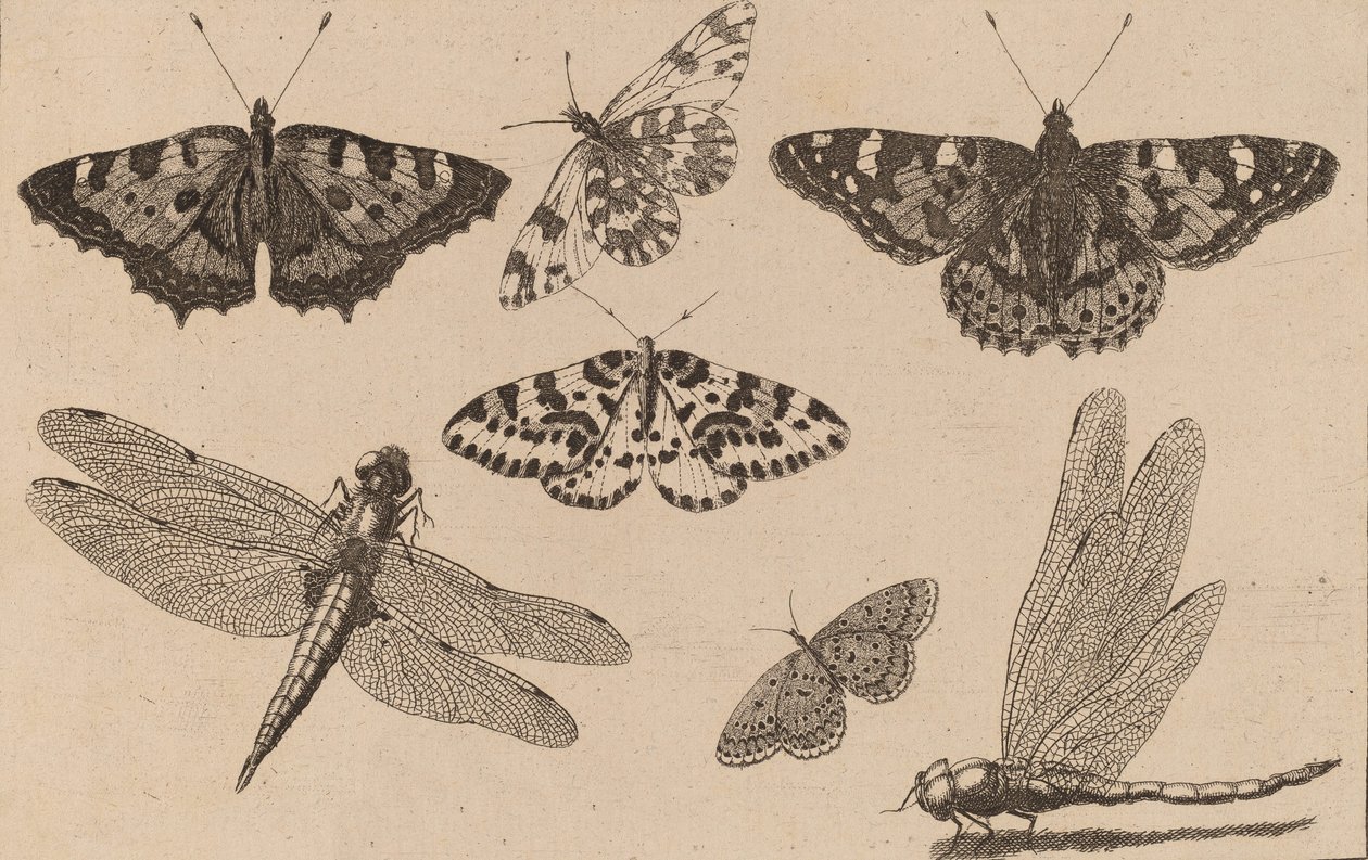 दो ड्रैगनफली और पांच तितलियां। द्वारा Wenceslaus Hollar