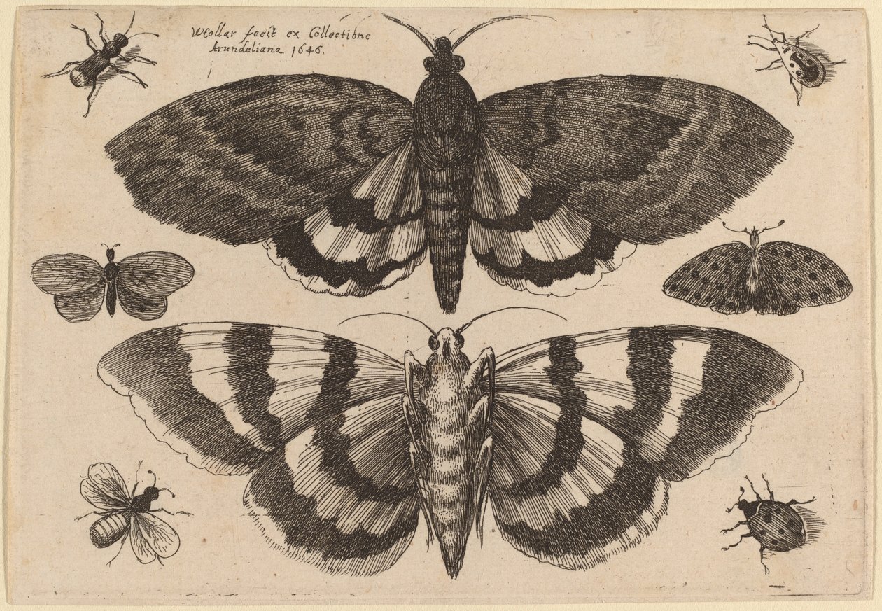 दो पतंगे और छह कीड़े द्वारा Wenceslaus Hollar