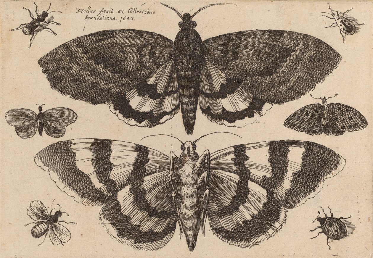 दो पतंगे और छह कीड़े, 1646। द्वारा Wenceslaus Hollar