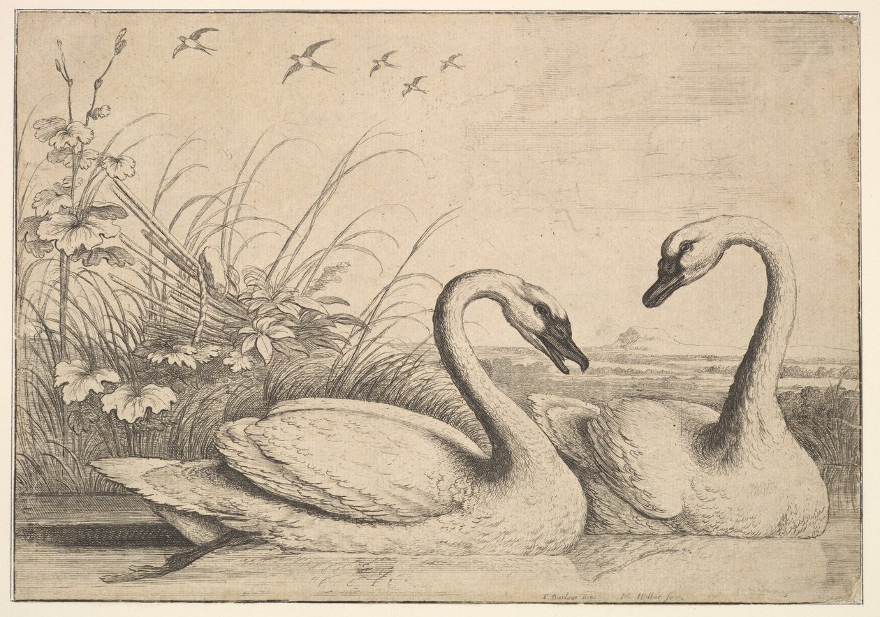 दो हंस, 1654-58। द्वारा Wenceslaus Hollar