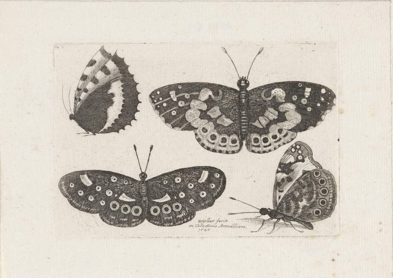  द्वारा Wenceslaus Hollar