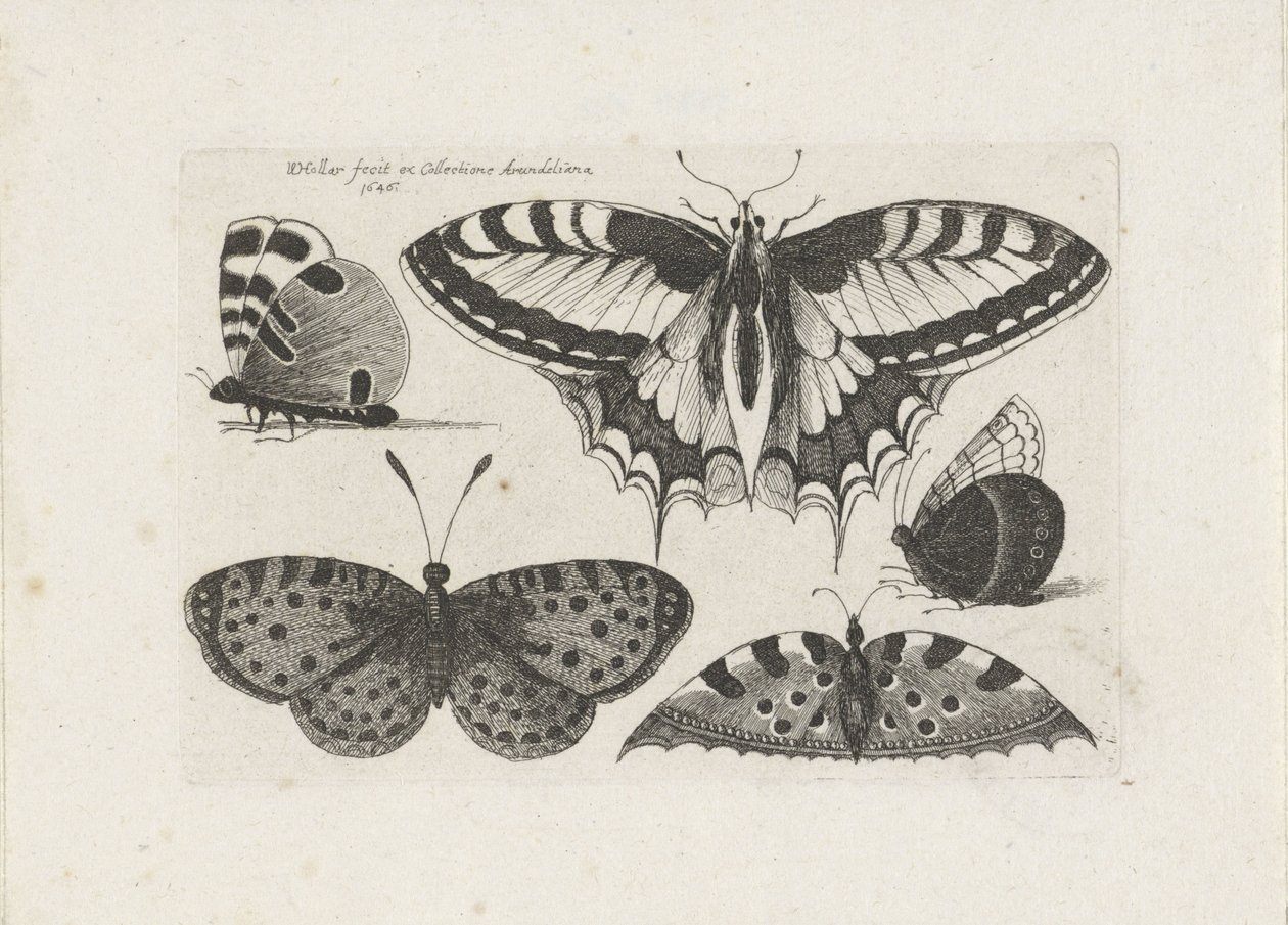  द्वारा Wenceslaus Hollar