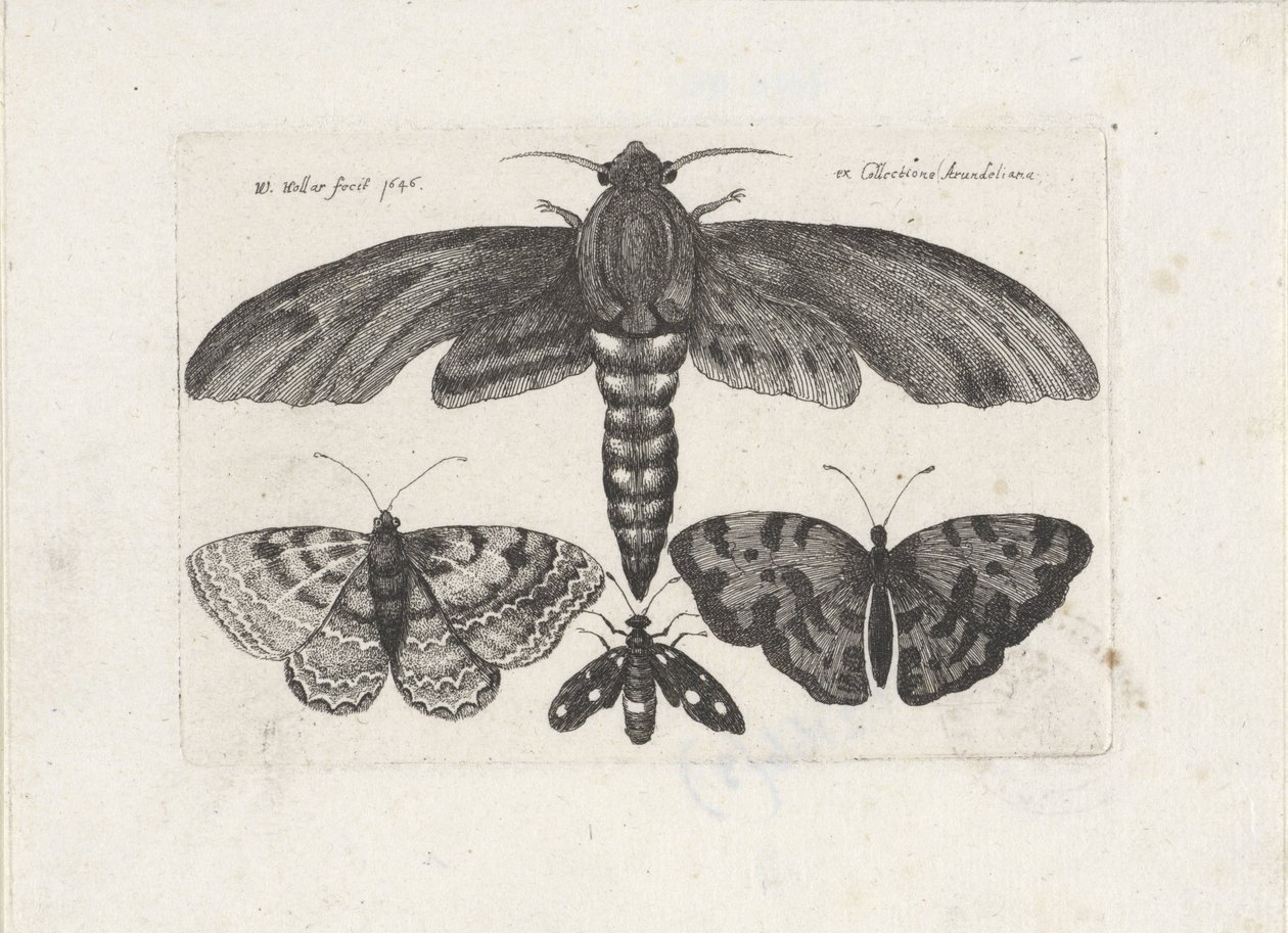  द्वारा Wenceslaus Hollar