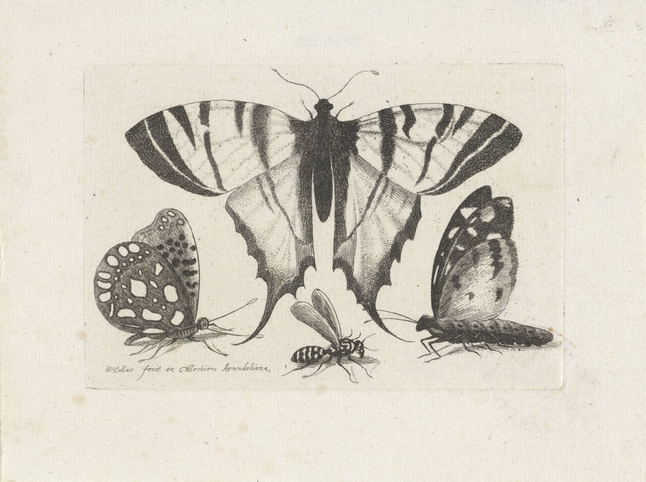  द्वारा Wenceslaus Hollar