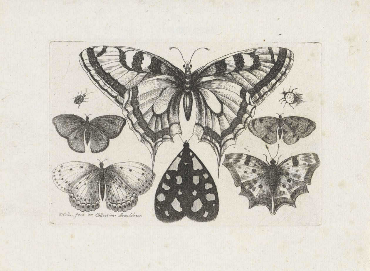  द्वारा Wenceslaus Hollar