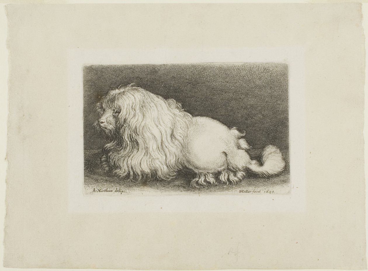  द्वारा Wenceslaus Hollar
