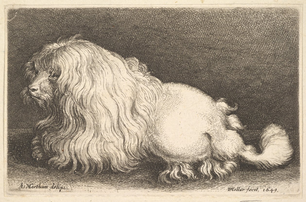 सफेद कुत्ता, 1649। द्वारा Wenceslaus Hollar