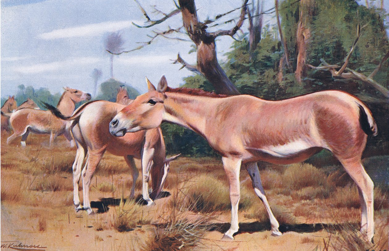 एशियाई जंगली गधा, फ्रेडरिक वार्न एंड कंपनी द्वारा प्रकाशित विश्व के वन्यजीव से, c.1900 द्वारा विल्हेम कुह्नर्ट