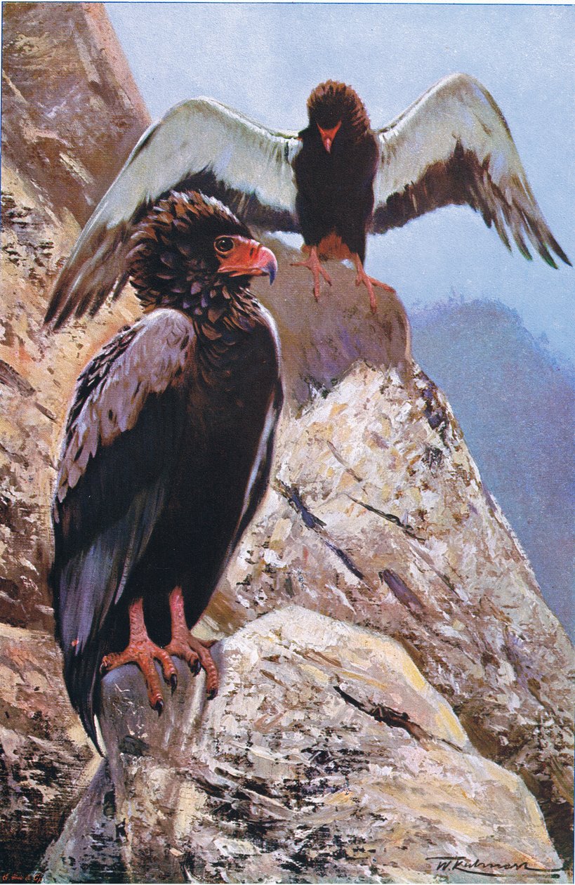 Bateleur ईगल, चित्रण विश्व की जीवन शैली से, c.1910 द्वारा विल्हेम कुह्नर्ट
