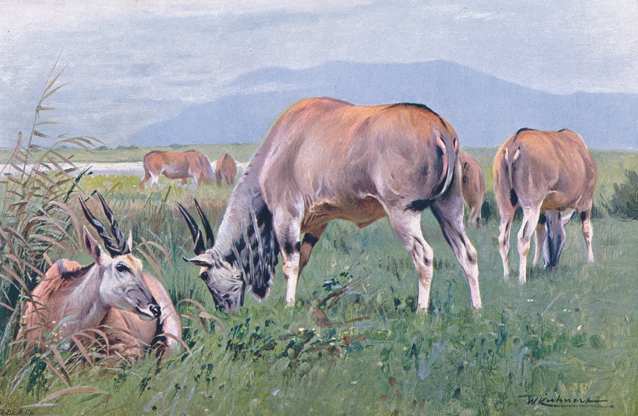 ईलैंड, दुनिया के चित्र से, C.1910 द्वारा विल्हेम कुह्नर्ट