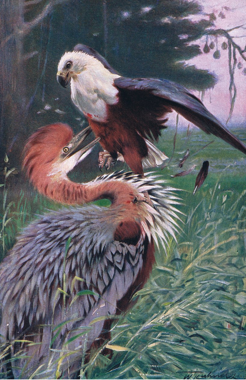 विशालकाय हेरोन और सी ईगल, विश्व के चित्रण से, C.1910 द्वारा विल्हेम कुह्नर्ट