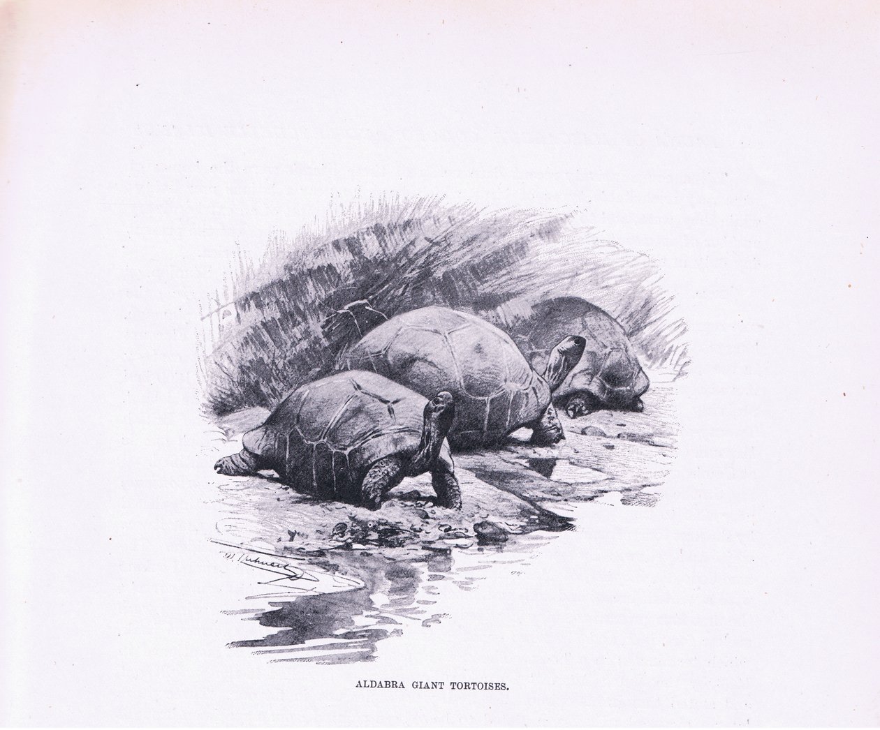 विशालकाय कछुए, दुनिया के समाज से चित्रण, c.1910 द्वारा विल्हेम कुह्नर्ट