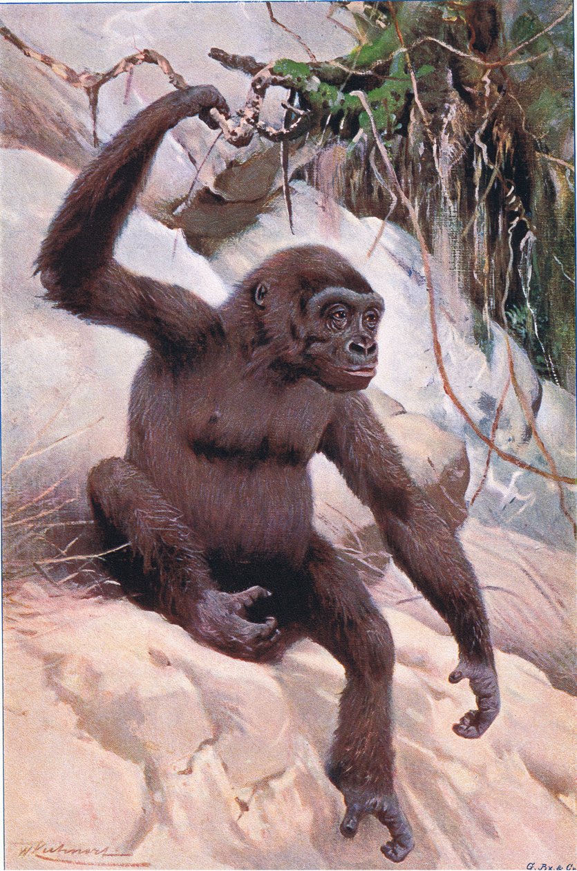 गोरिल्ला, वर्ल्ड की चिल्ड्रन से चित्रण, c.1910 द्वारा विल्हेम कुह्नर्ट