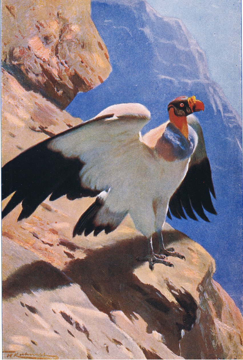 किंग वल्चर, फ्रेडरिक वार्न एंड कंपनी द्वारा प्रकाशित विश्व के वन्यजीव से, c.1900 द्वारा विल्हेम कुह्नर्ट