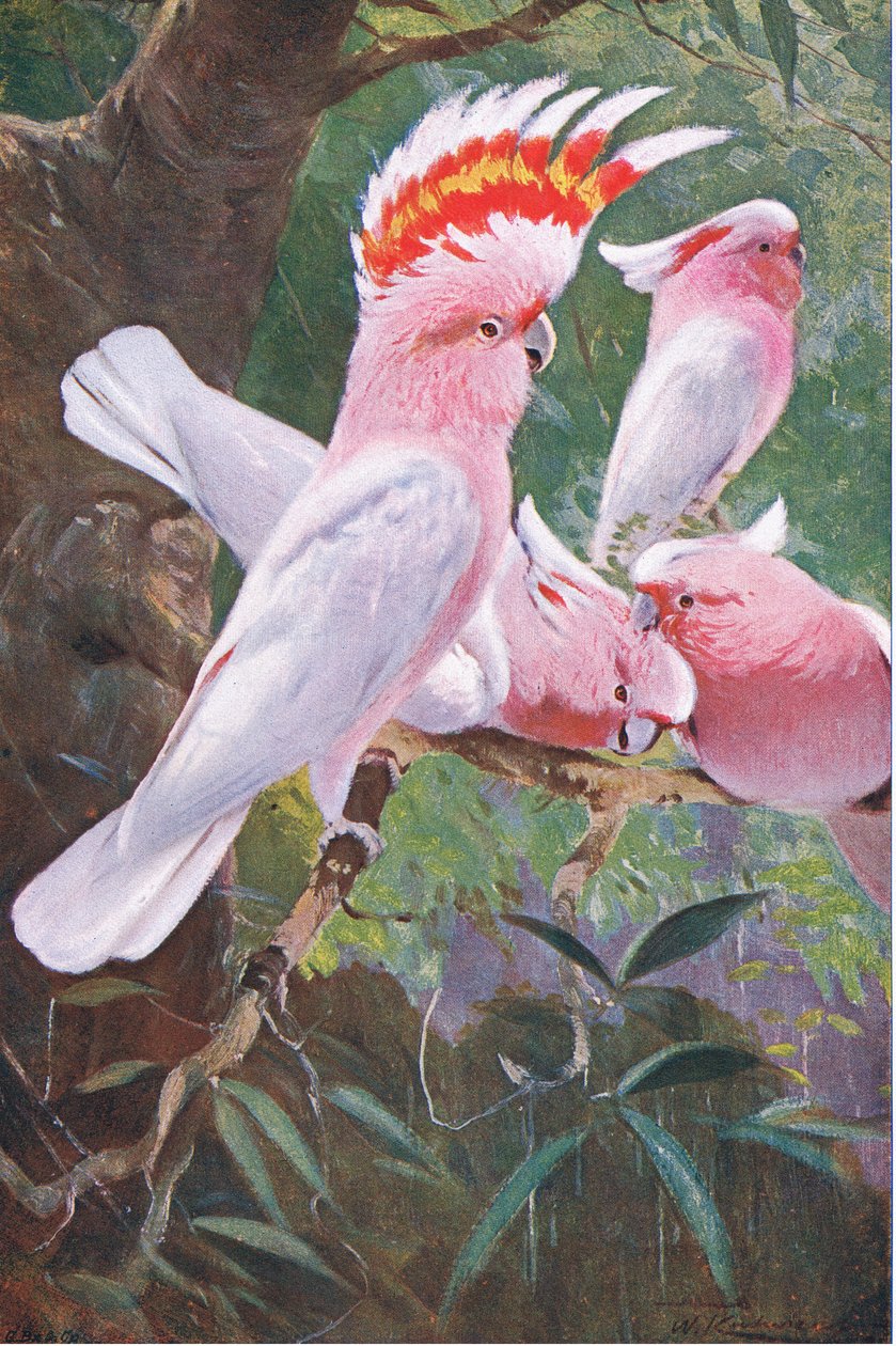 सीडबेटर्स कॉकटू, वर्ल्डवाइड ऑफ़ वर्ल्ड से चित्रण, c.1910 द्वारा विल्हेम कुह्नर्ट