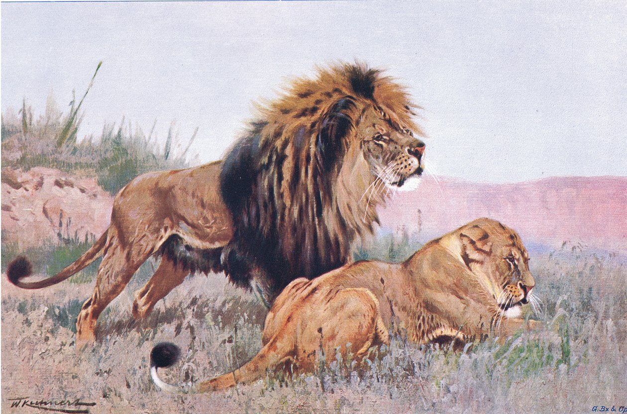 शेर और शेरनी, चित्रण विश्व की जीवन शैली से, c.1910 द्वारा विल्हेम कुह्नर्ट