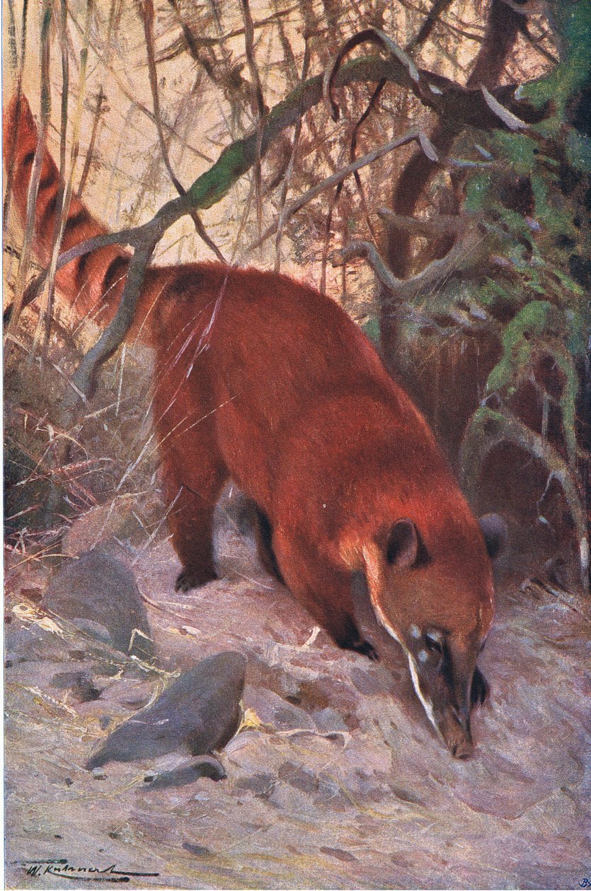 Red Coati, फ्रेडरिक वार्न एंड कंपनी द्वारा प्रकाशित विश्व के वन्यजीव से, c.1900 द्वारा विल्हेम कुह्नर्ट