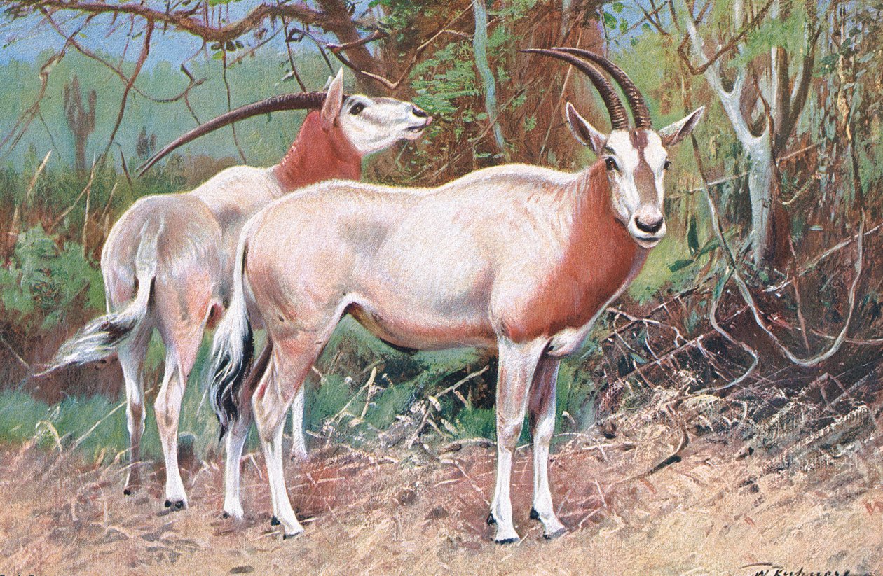 सेबल एंटेलोप, चित्रण दुनिया की दुनिया से, c.1910 द्वारा विल्हेम कुह्नर्ट