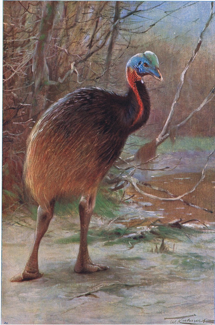 सिंगल वॉटल्ड कैसॉवरी, वर्ल्ड ऑफ़ चिल्ड्रन से चित्रण, c.1910 द्वारा विल्हेम कुह्नर्ट