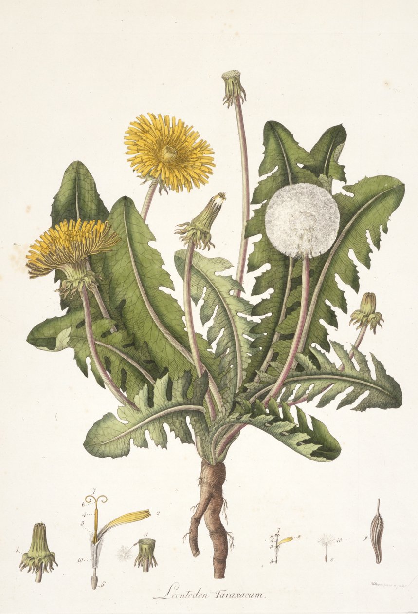 फ्लोरा लंदन, 1777-1798 से चेक Leontoden द्वारा विलियम कर्टिस
