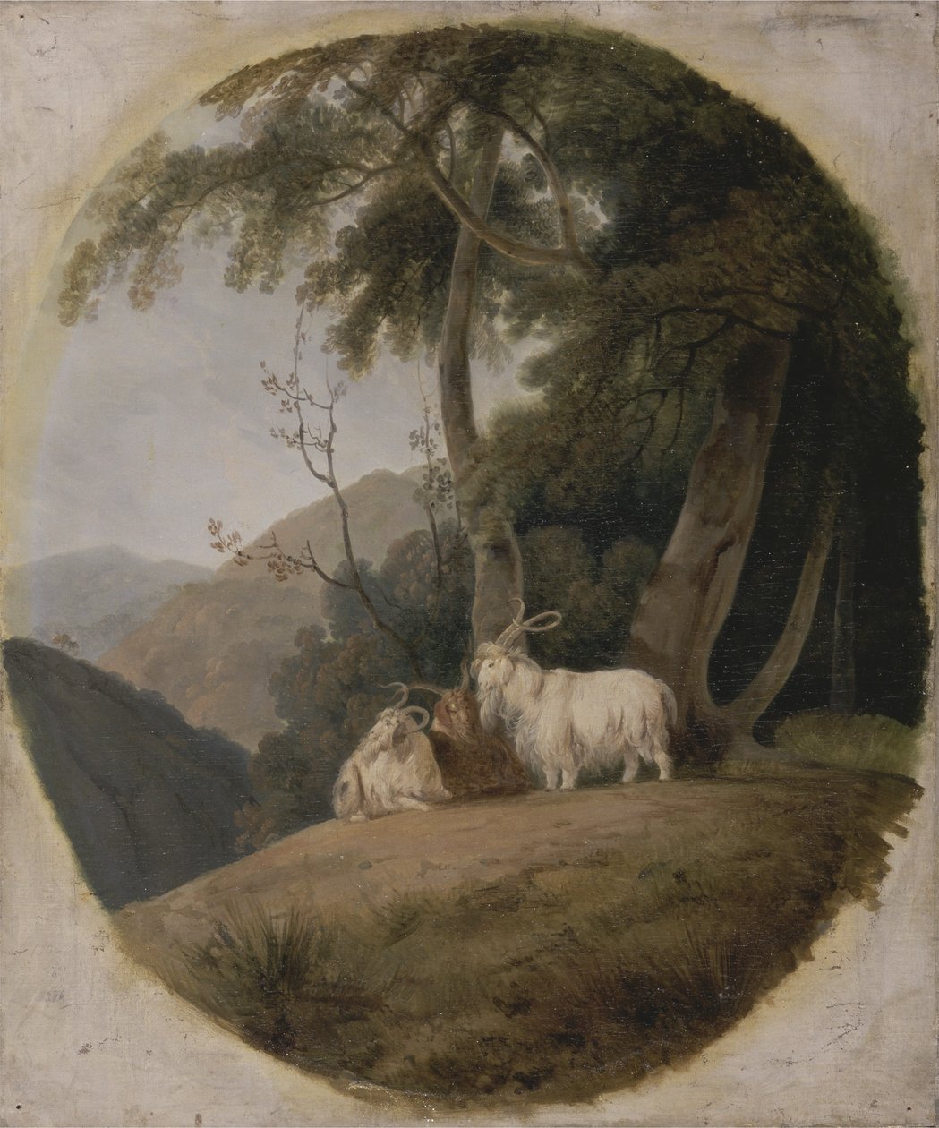 कश्मीर बकरियाँ, c.1780-1820 द्वारा विलियम डेनियल