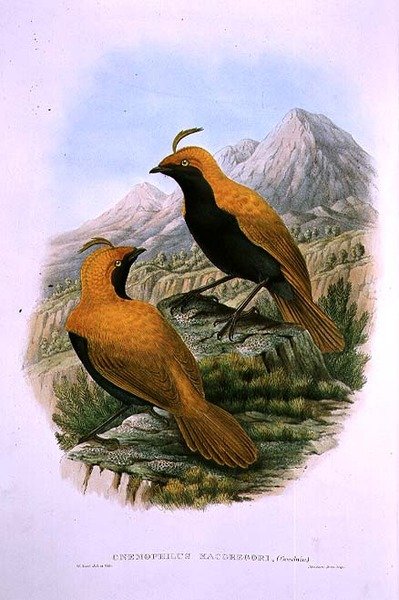 Cnemophilus Macgregorii, Sickle Crested Bird of Paradise द्वारा एम। हार्ट