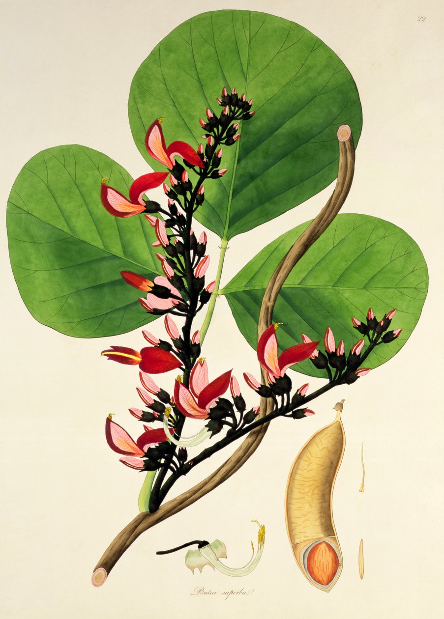 बटिया सुपरबा, 1795 के &39;पौधों की कोरोमंडल तट&39; से चित्रण द्वारा विलियम रोक्सबर्ग