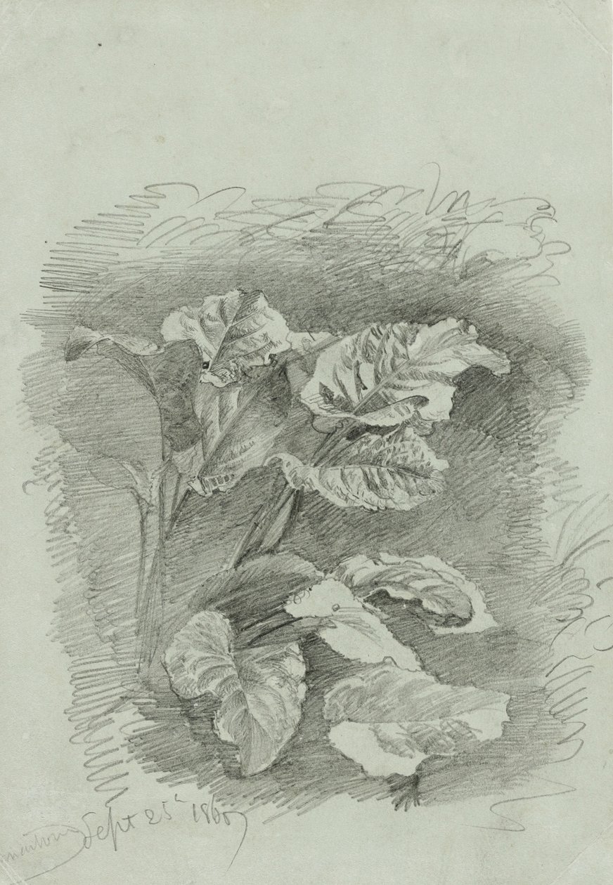 एक पौधे का अध्ययन, 1867 (ग्रीन वोव पेपर पर ग्रेफाइट) द्वारा विलियम ट्रॉस्ट रिचर्ड्स