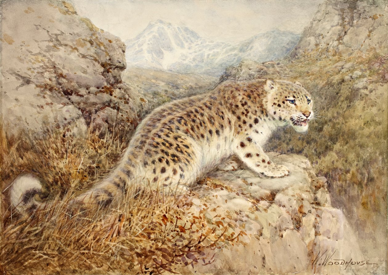 हिम तेंदुआ, c.1920 द्वारा विलियम वुडहाउस