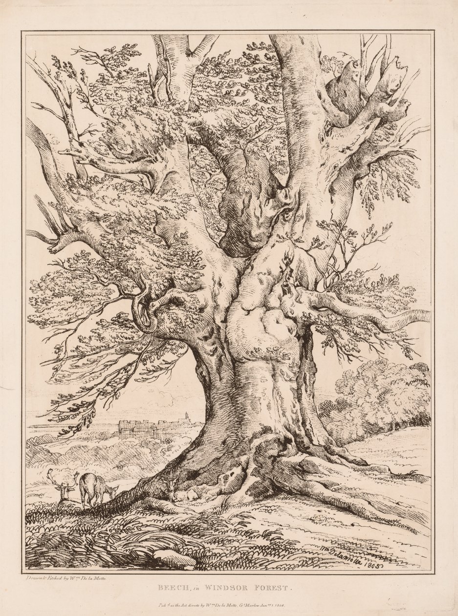 विंडसर वन में बीच, 1805। द्वारा विलियम अल्फ्रेड डेलमोट्टे