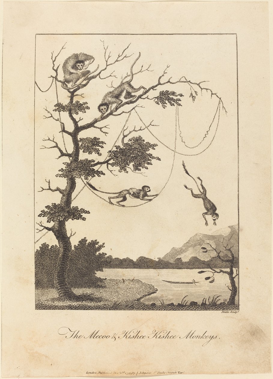 मेकू और किस्बी किशी बंदर, 1793। द्वारा विलियम ब्लेक