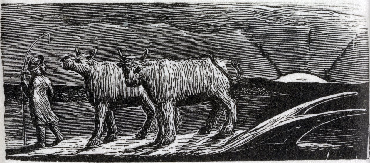डॉ। थॉर्नटन की &39;द पास्टर्ल्स ऑफ विरगिल&39; का चित्रण, होमोसेक्सुअल लाईटरिंग अनइच्ड हीफर्स द्वारा विलियम ब्लेक