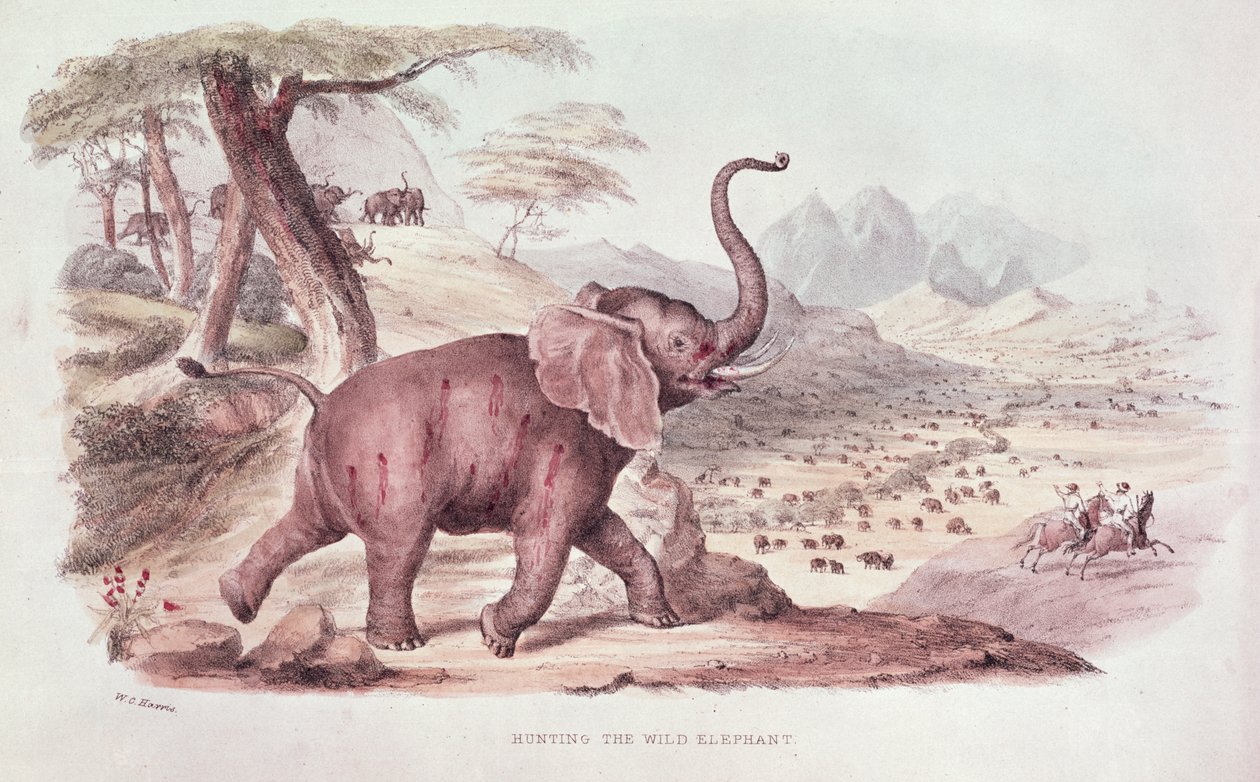 जंगली हाथी का शिकार, 1841 में WC हैरिस द्वारा &39;वाइल्ड स्पोर्ट्स ऑफ साउथ अफ्रीका&39; का चित्रण द्वारा विलियम कॉर्नवॉलिस हैरिस