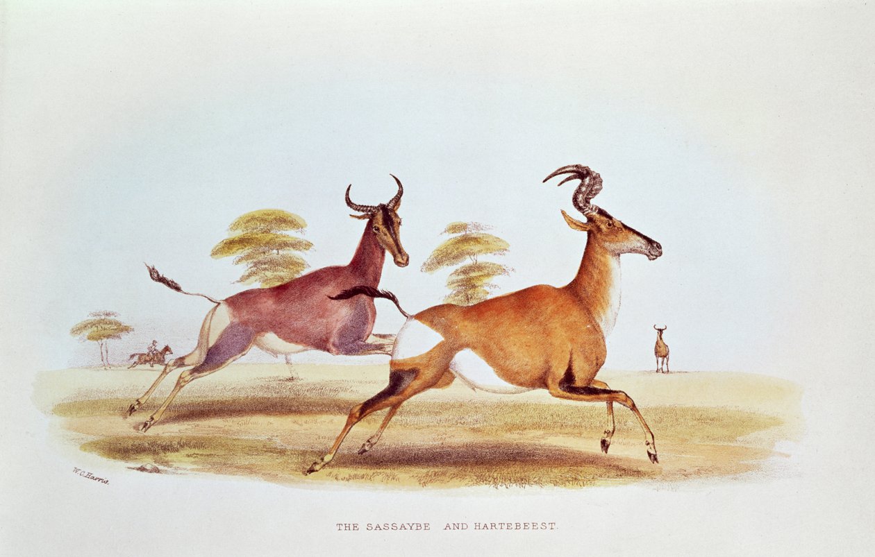 Wass हैरिस द्वारा &39;द वाइल्ड स्पोर्ट्स ऑफ साउथ अफ्रीका&39; का चित्रण, द ससेबे एंड द हबर्टबेस्ट, 1841 द्वारा विलियम कॉर्नवॉलिस हैरिस